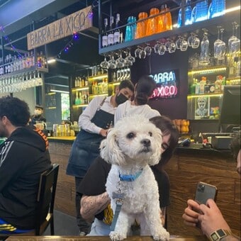 Barra La Xico Coyoacán 10