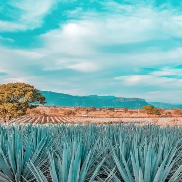 Tequilera Hacienda de Oro Amatitán 11
